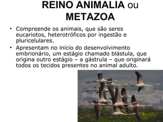 REINO ANIMALIA ou
               METAZOA
• Compreende os animais, que são seres
  eucariotos, heterotróficos por ingestão e
  pluricelulares.
• Apresentam no início do desenvolvimento
  embrionário, um estágio chamado blástula, que
  origina outro estágio – a gástrula – que originará
  todos os tecidos presentes no animal adulto.
 