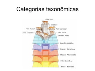 Categorias taxonômicas
 