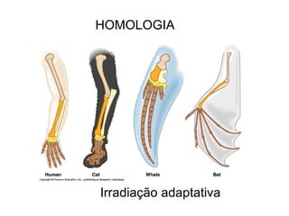 HOMOLOGIA




Irradiação adaptativa
 