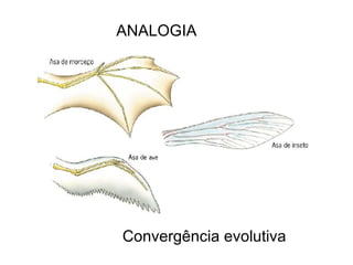 ANALOGIA




Convergência evolutiva
 