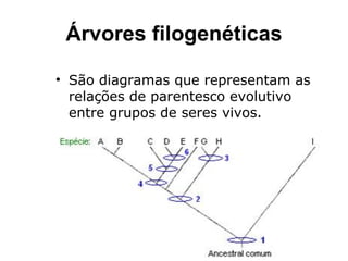 Árvores filogenéticas

• São diagramas que representam as
  relações de parentesco evolutivo
  entre grupos de seres vivos.
 
