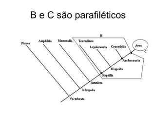 B e C são parafiléticos
 