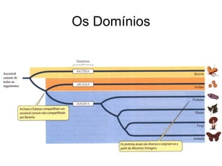 Os Domínios
 