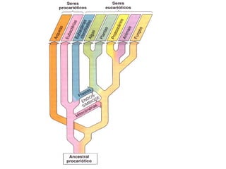 Coleguiumclassificacao2012