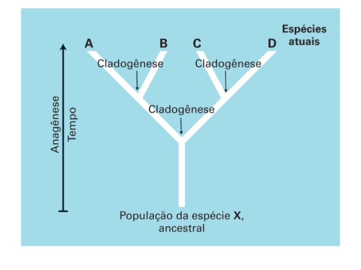 Explique Com Suas Palavras O Que São árvores Filogenéticas