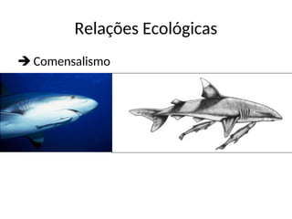 Relações Ecológicas
 Comensalismo
 