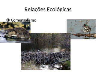 Relações Ecológicas
 Comensalismo
 