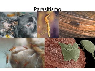 Parasitismo
 