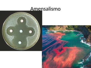 Amensalismo
 