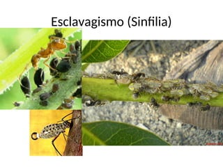 Esclavagismo (Sinfilia)
 