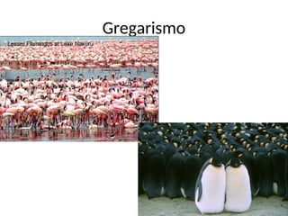 Gregarismo
 