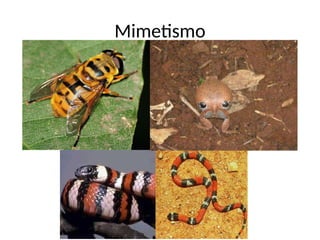 Mimetismo
 
