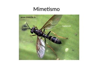 Mimetismo
 