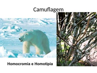 Camuflagem
Homocromia e Homotipia
 