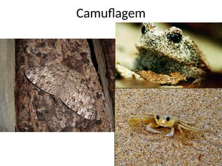 Camuflagem
 
