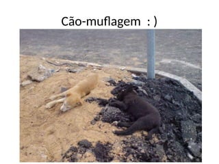 Cão-muflagem : )
 