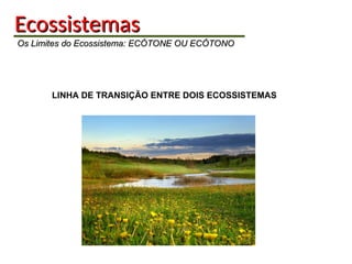 Ecossistemas
Ecossistemas
Os Limites do Ecossistema: ECÓTONE OU ECÓTONO
Os Limites do Ecossistema: ECÓTONE OU ECÓTONO
LINHA DE TRANSIÇÃO ENTRE DOIS ECOSSISTEMAS
 