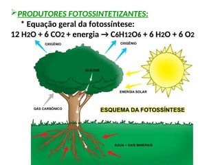 PRODUTORES FOTOSSINTETIZANTES:
* Equação geral da fotossíntese:
12 H2O + 6 CO2 + energia → C6H12O6 + 6 H2O + 6 O2
 