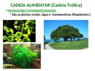CADEIA ALIMENTAR (Cadeia Trófica)
PRODUTORES FOTOSSINTETIZANTES:
* São as plantas verdes, algas e cianobactérias (fitoplâncton.)
 