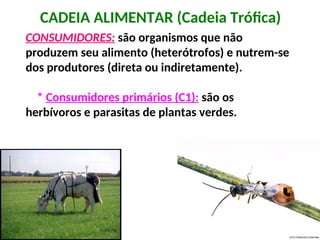 CADEIA ALIMENTAR (Cadeia Trófica)
CONSUMIDORES: são organismos que não
produzem seu alimento (heterótrofos) e nutrem-se
dos produtores (direta ou indiretamente).
* Consumidores primários (C1): são os
herbívoros e parasitas de plantas verdes.
 