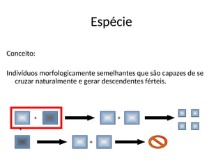 Espécie
Conceito:
Indivíduos morfologicamente semelhantes que são capazes de se
cruzar naturalmente e gerar descendentes férteis.
+
+
+
+
 