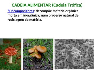 CADEIA ALIMENTAR (Cadeia Trófica)
*Decompositores: decompõe matéria orgânica
morta em inorgânica, num processo natural de
reciclagem de matéria.
 
