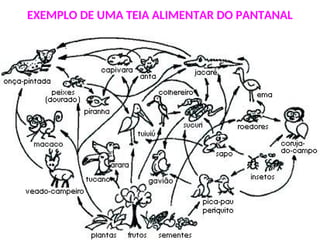 EXEMPLO DE UMA TEIA ALIMENTAR DO PANTANAL
 