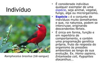 Indivíduo
• É considerado indivíduo
qualquer exemplar de uma
espécie, seja animal, vegetal,
fungo, alga ou microrganismo.
• Espécie : é o conjunto de
indivíduos muito semelhantes
e que, na natureza, podem se
intercruzar, originando
descendentes férteis.
• É única em forma, função e
em repertório de
comportamento, e contém
uma programação genética
própria, fruto da resposta do
organismo às pressões
ambientais ao longo de sua
evolução. Ex. Homo sapiens,
Entamoeba coli, Pygoplites
diacanthus...
Ramphocelus bresilius (tiê-sangue)
 