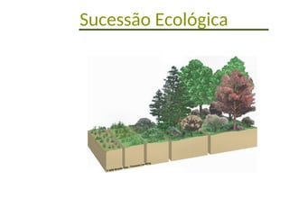 Sucessão Ecológica
 