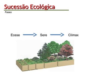 Sucessão
Sucessão Ecológica
Ecológica
Fases
Fases
Ecese Sere Clímax
 