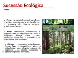 Sucessão
Sucessão Ecológica
Ecológica
Fases
Fases
• Ecese:
Ecese: comunidade pioneira onde os
primeiros organismos a se instalarem
no ambiente são: liquens, musgos,
gramíneas e insetos;
• Sere:
Sere: comunidade intermediária é
representada por vegetação arbustiva e
herbácea. Nessa etapa ocorrem
profundas alterações no ambiente e na
diversidade das espécies;
• Clímax:
Clímax: comunidade estabilizadora.
Nessa fase, a comunidade atinge a
estabilidade, com elevado número de
espécies e de nichos ecológicos e
apresenta grande biomassa.
 