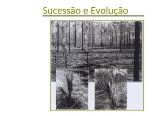 Sucessão e Evolução
 