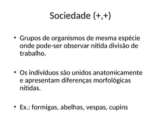 Sociedade (+,+)
• Grupos de organismos de mesma espécie
onde pode-ser observar nítida divisão de
trabalho.
• Os indivíduos são unidos anatomicamente
e apresentam diferenças morfológicas
nítidas.
• Ex.: formigas, abelhas, vespas, cupins
 