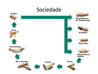 Sociedade
 