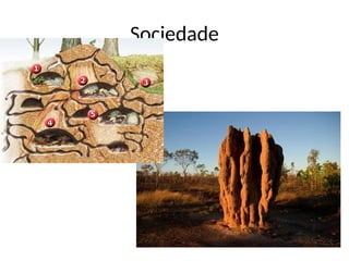 Sociedade
 
