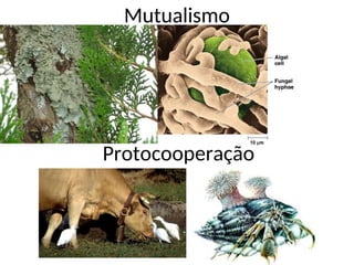 Mutualismo
Protocooperação
 