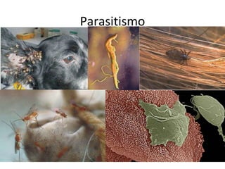 Parasitismo 