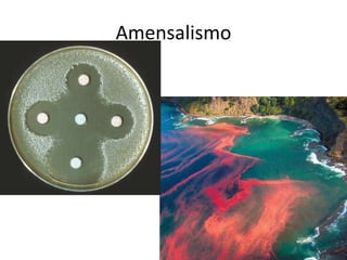 Amensalismo 