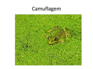 Camuflagem 