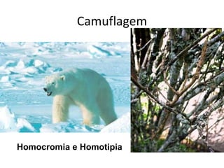 Camuflagem Homocromia e Homotipia 