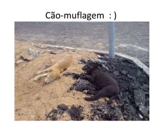 Cão-muflagem  : ) 