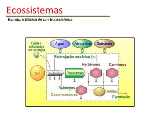 Ecossistemas   Estrutura Básica de um Ecossistema 