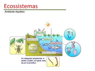 Ecossistemas   Ambiente Aquático 