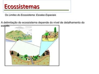 Ecossistemas   Os Limites do Ecossistema: Escalas Espaciais A delimitação do ecossistema depende do nível de detalhamento do estudo. 