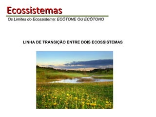 Ecossistemas   Os Limites do Ecossistema: ECÓTONE OU ECÓTONO LINHA DE TRANSIÇÃO ENTRE DOIS ECOSSISTEMAS 