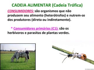 CADEIA ALIMENTAR (Cadeia Trófica) CONSUMIDORES:   são organismos que não produzem seu alimento (heterótrofos) e nutrem-se dos produtores (direta ou indiretamente). *  Consumidores primários (C1):   são os herbívoros e parasitas de plantas verdes. 