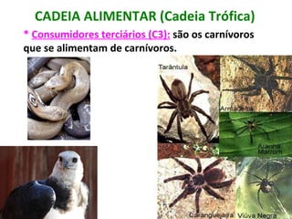 CADEIA ALIMENTAR (Cadeia Trófica) *  Consumidores terciários (C3):   são os carnívoros que se alimentam de carnívoros. 