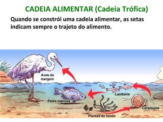 CADEIA ALIMENTAR (Cadeia Trófica) Quando se constrói uma cadeia alimentar, as setas indicam sempre o trajeto do alimento. 