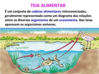 TEIA ALIMENTAR É um conjunto de  cadeias alimentares  interconectadas, geralmente representado como um diagrama das relações entre os diversos  organismos  de um  ecossistema . Nas teias aparecem os organismos  onívoros . 