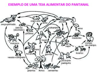 EXEMPLO DE UMA TEIA ALIMENTAR DO PANTANAL 